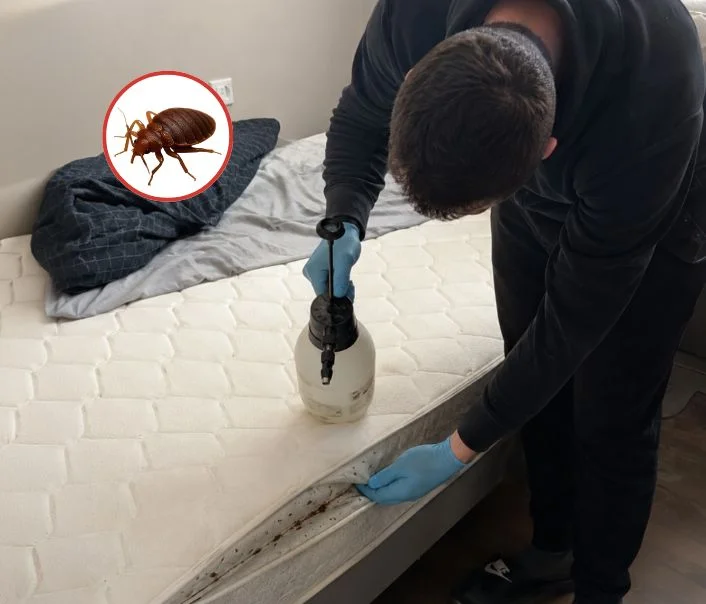 Technicien traitant un matelas contre les punaises de lit à Saint-Fargeau-Ponthierry
